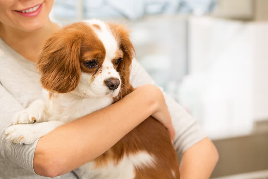 How to Create a Pet Trust